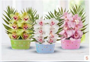Oferta de Orquídea 6 Flores por 11,49€ en Eroski