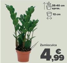 Oferta de Zamioculca por 4,99€ en Carrefour