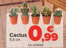 Oferta de Cactus por 0,99€ en Carrefour