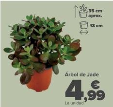 Oferta de Árbol De Jade por 4,99€ en Carrefour
