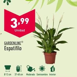 Oferta de Gardenline - Espatifilo por 3,99€ en ALDI