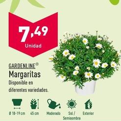 Oferta de Gardenline - Margaritas por 7,49€ en ALDI