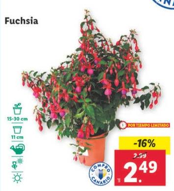 Oferta de Fuchsia por 2,49€ en Lidl