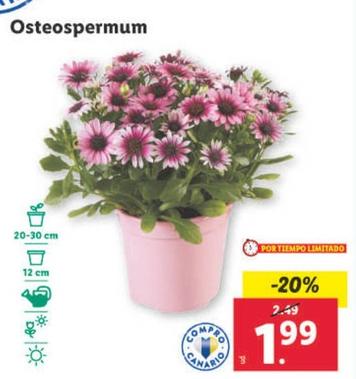 Oferta de Osteospermum por 1,99€ en Lidl