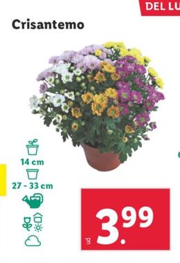Oferta de Crisantemo por 3,99€ en Lidl