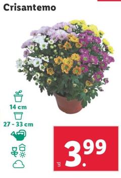 Oferta de Crisantemo por 3,99€ en Lidl