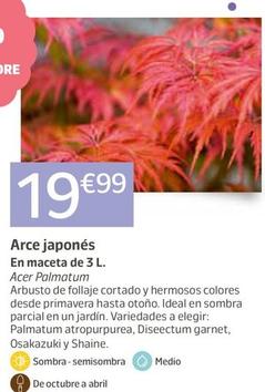Oferta de Arce Japones por 19,99€ en Jardiland