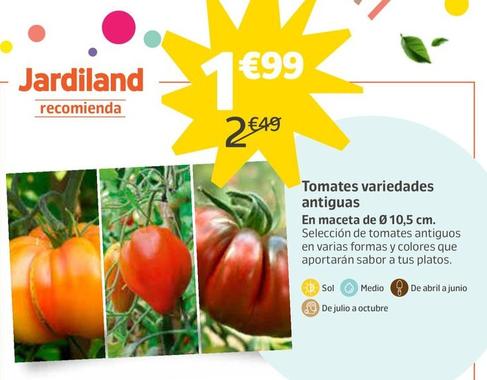 Oferta de Tomates Variedades Antiguas por 1,99€ en Jardiland