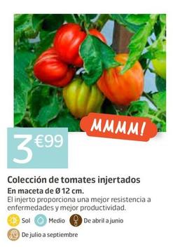 Oferta de Coleccion De Tomates Injertados por 3,99€ en Jardiland