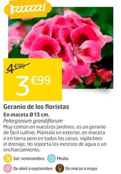Oferta de Geranio De Los Floristas En Maceta Ø 13 Cm por 3,99€ en Jardiland