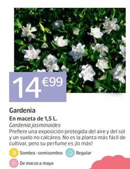 Oferta de Gardenia por 14,99€ en Jardiland