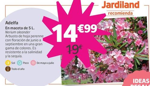 Oferta de Adelfa por 14,99€ en Jardiland
