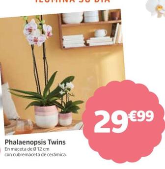 Oferta de Phalaenopsis Twins por 29,99€ en Jardiland