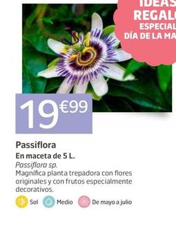 Oferta de Passiflora por 19,99€ en Jardiland
