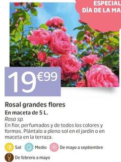 Oferta de Rosal Grandes Flores por 19,99€ en Jardiland