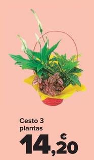 Oferta de Cesto 3 Plantas  por 14,2€ en Carrefour