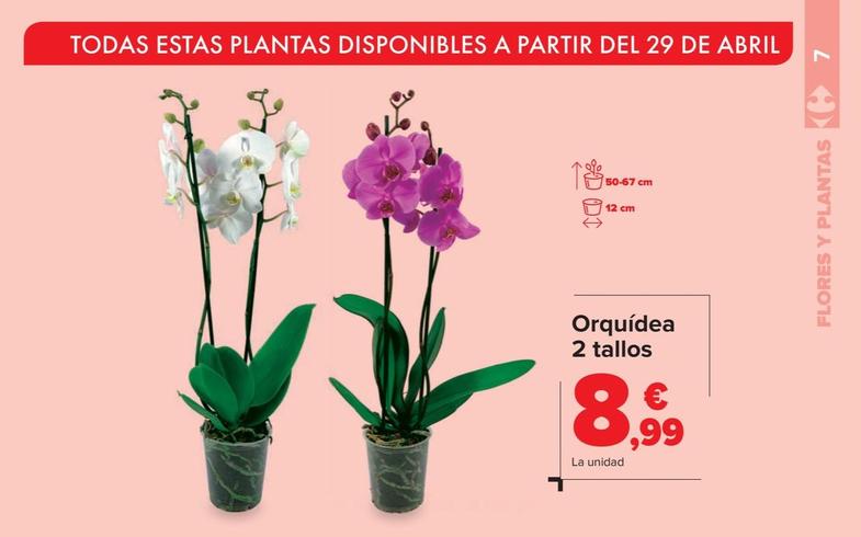 Oferta de Orquídea 2 tallos por 8,99€ en Carrefour