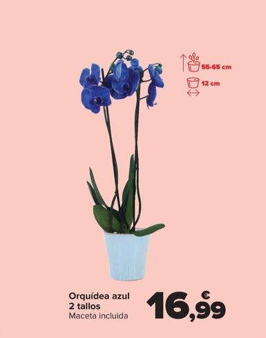 Oferta de Orquídea azul 2 tallos por 16,99€ en Carrefour