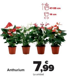 Oferta de Anthurium por 7,99€ en Carrefour