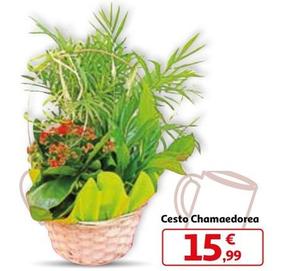 Oferta de Cesto Chamaedorea por 15,99€ en Alcampo