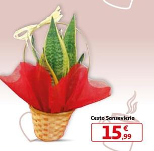 Oferta de Cesto Sansevieria por 15,99€ en Alcampo