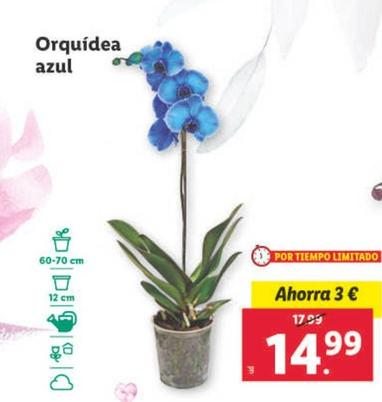 Oferta de Orquidea Azul por 14,99€ en Lidl