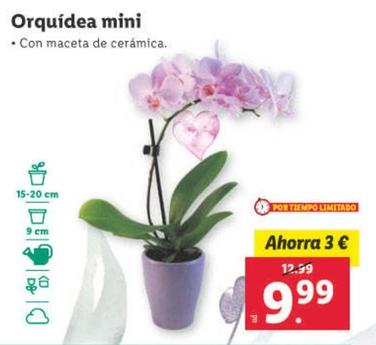 Oferta de Orquidea Mini por 9,99€ en Lidl
