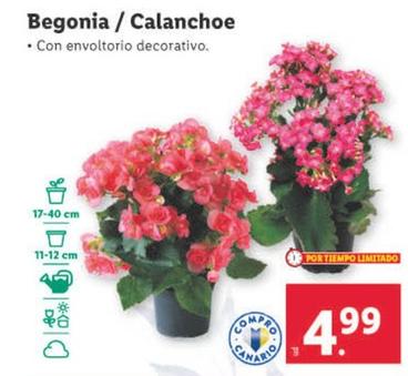 Oferta de Begonia / Calanchoe por 4,99€ en Lidl