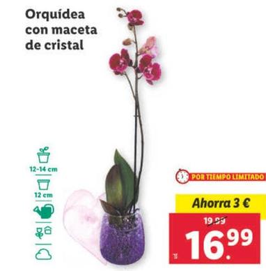 Oferta de Orquidea Con Maceta De Cristal por 16,99€ en Lidl