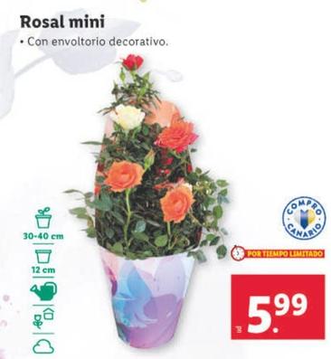 Oferta de Rosal Mini por 5,99€ en Lidl