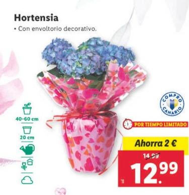 Oferta de Hortensia por 12,99€ en Lidl