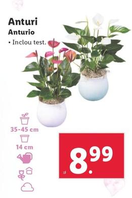 Oferta de Plantas por 8,99€ en Lidl