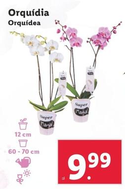 Oferta de Orquídea por 9,99€ en Lidl