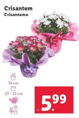 Oferta de Crisantemo por 5,99€ en Lidl