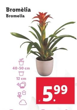Oferta de Bromelia por 5,99€ en Lidl