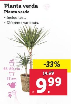 Oferta de Planta Verde por 9,99€ en Lidl