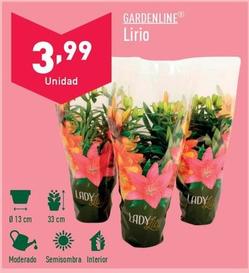 Oferta de Gardenline - Lirio por 3,99€ en ALDI