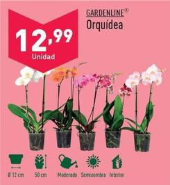 Oferta de Gardenline - Orquidea por 12,99€ en ALDI