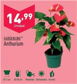 Oferta de Gardenline - Anthurium por 14,99€ en ALDI