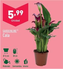 Oferta de Gardenline - Cala por 5,99€ en ALDI