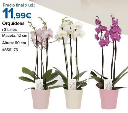 Oferta de Orquídeas por 11,99€ en Costco