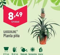 Oferta de Gardenline - Planta Pina por 9,49€ en ALDI