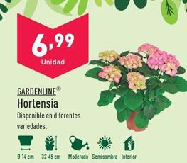 Oferta de Gardenline - Hortensia por 7,99€ en ALDI
