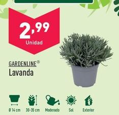 Oferta de Gardenline - Lavanda por 2,99€ en ALDI