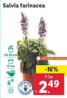 Oferta de Salvia Farinacea por 2,49€ en Lidl