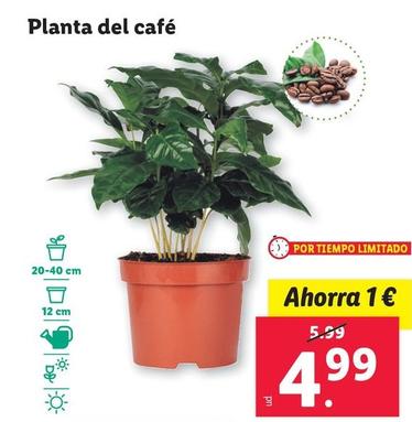 Oferta de Planta Del Café por 4,99€ en Lidl
