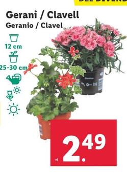 Oferta de Geranio / Clavel por 2,49€ en Lidl