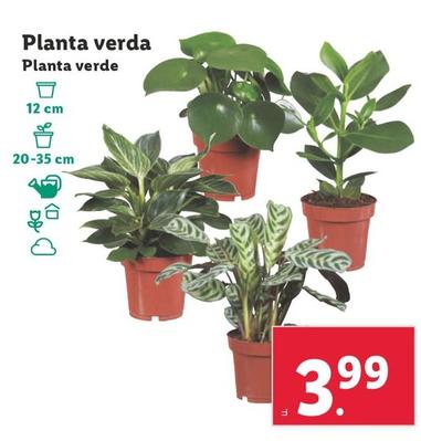 Oferta de Planta Verde por 3,99€ en Lidl