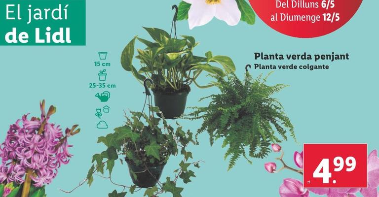 Oferta de Planta Verde Colgante por 4,99€ en Lidl