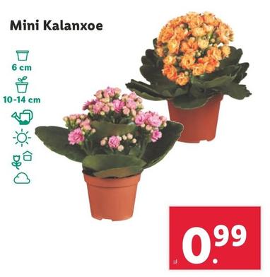 Oferta de Mini Kalanxoe por 0,99€ en Lidl